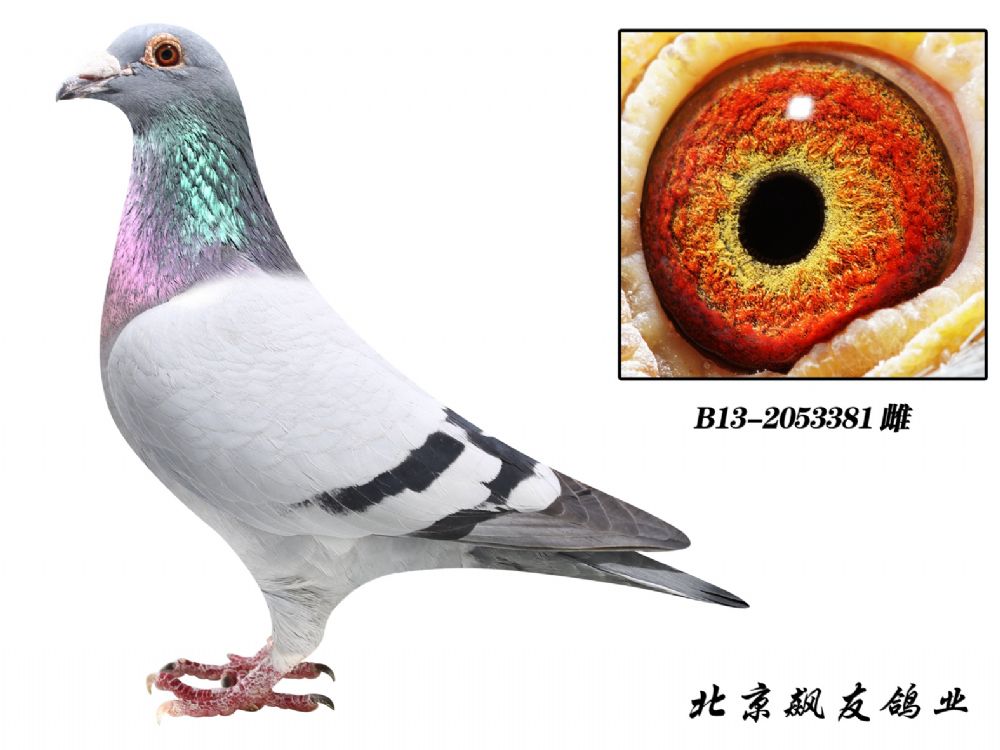 商品 首 页  铭 鸽  新鸽上架  推荐铭鸽  定价鸽  信鸽拍卖 黄金配对