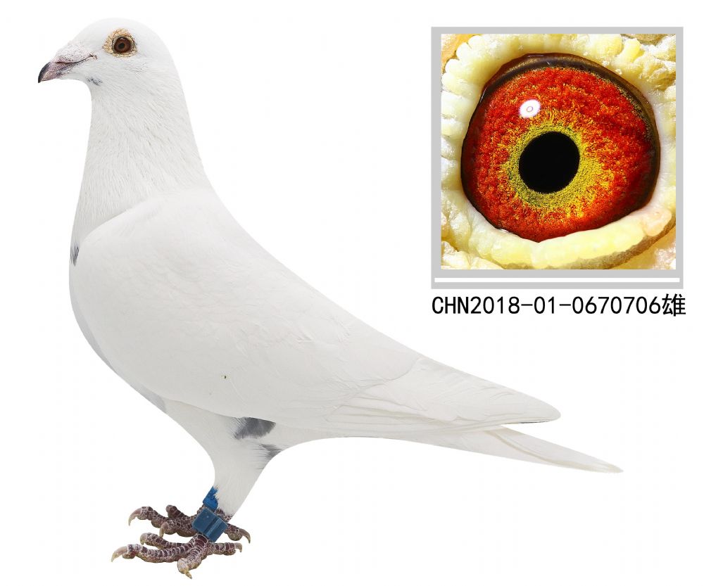 信鸽在线拍卖平台 - 中国信鸽信息网