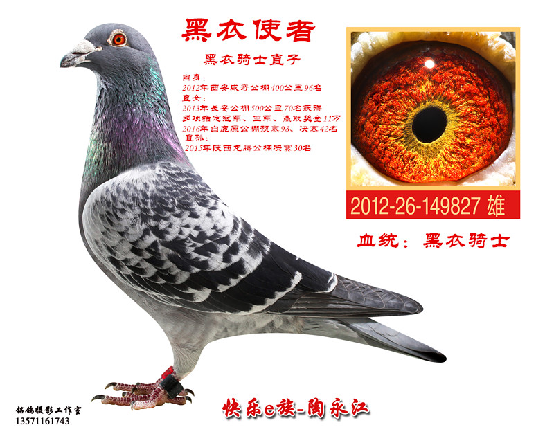 济南文星信鸽摄影 - 中信网铭鸽展厅 www.ag188.com