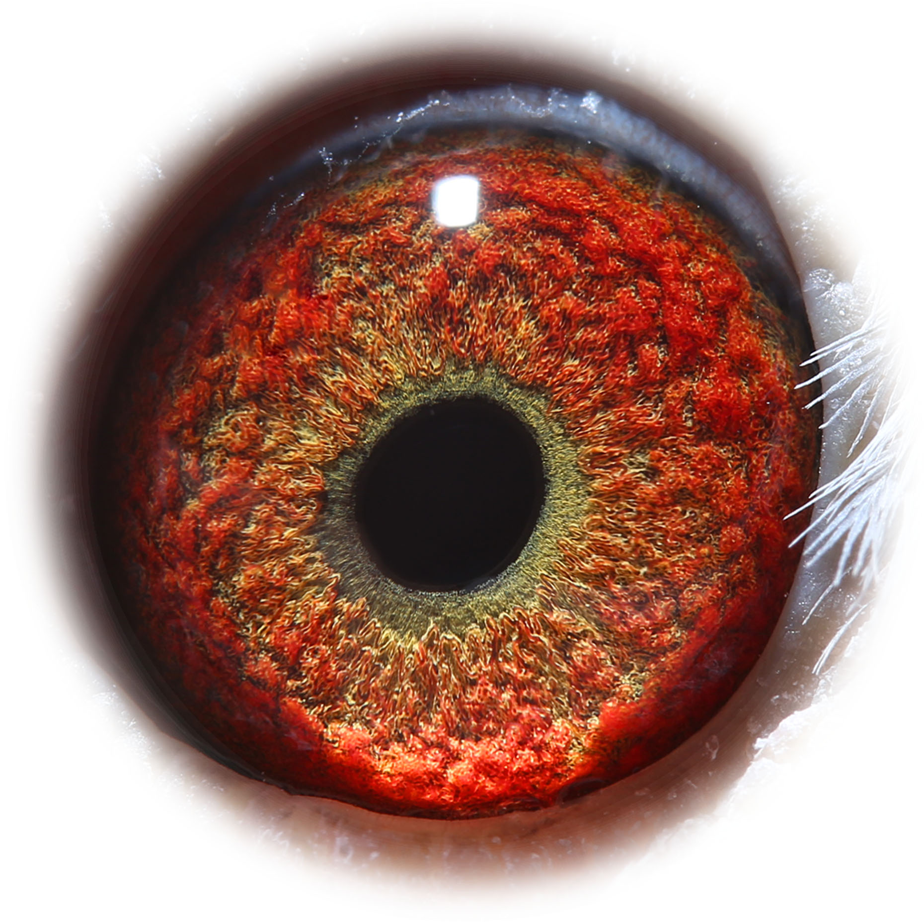 咪咕拍卖 - 中信网铭鸽展厅 www.ag188.com