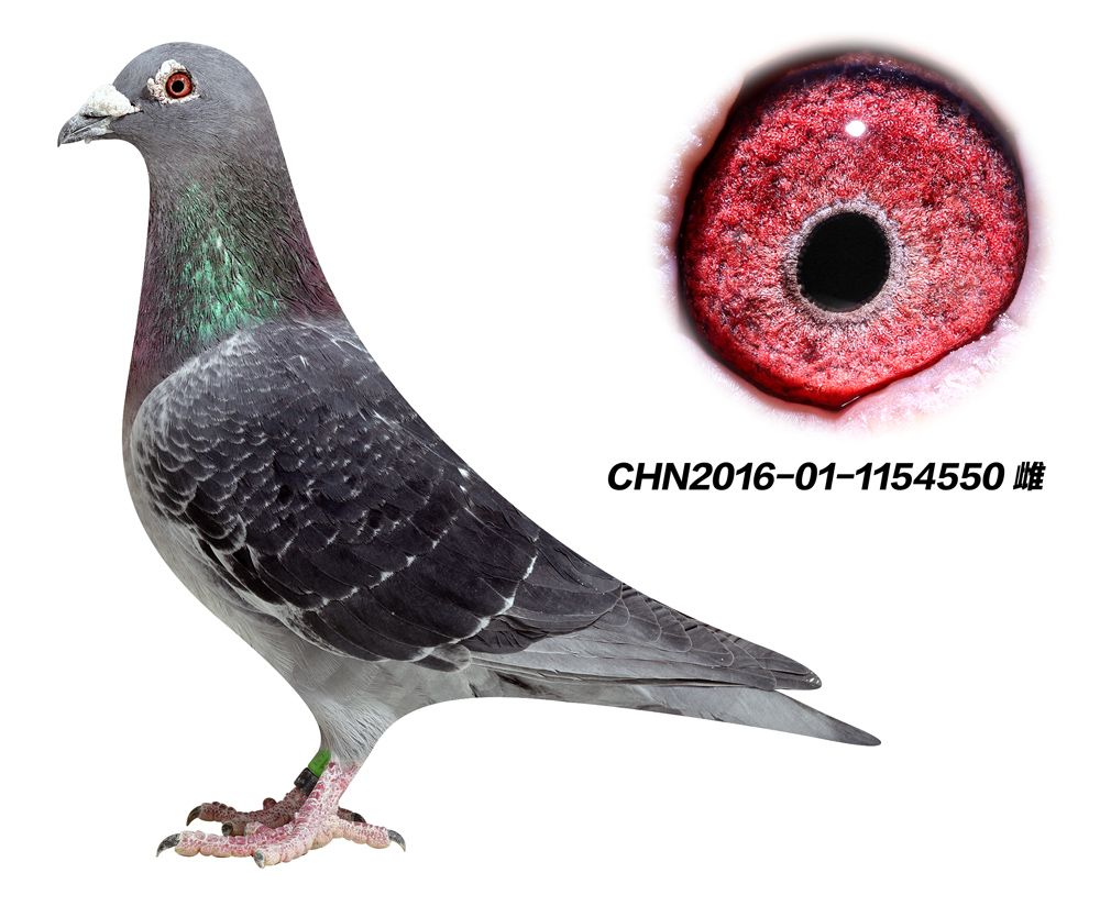 信鸽在线拍卖平台 - 中国信鸽信息网