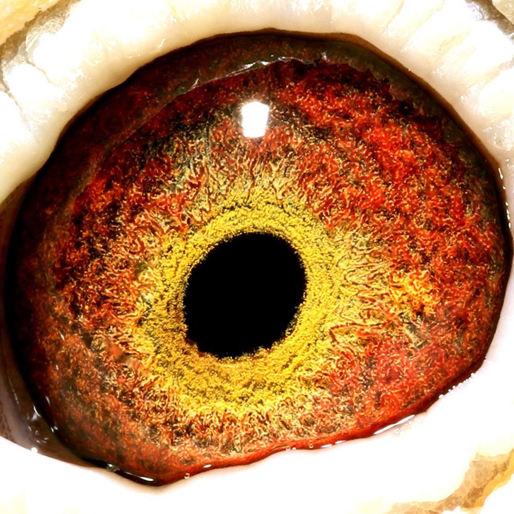 信鸽在线拍卖平台 - 中国信鸽信息网