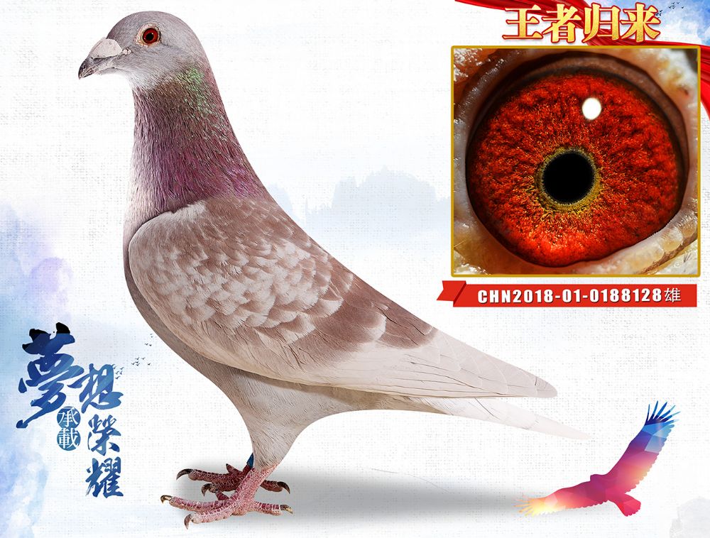 首 页  铭 鸽  新鸽上架  推荐铭鸽  定价鸽  信鸽拍卖 黄金配对