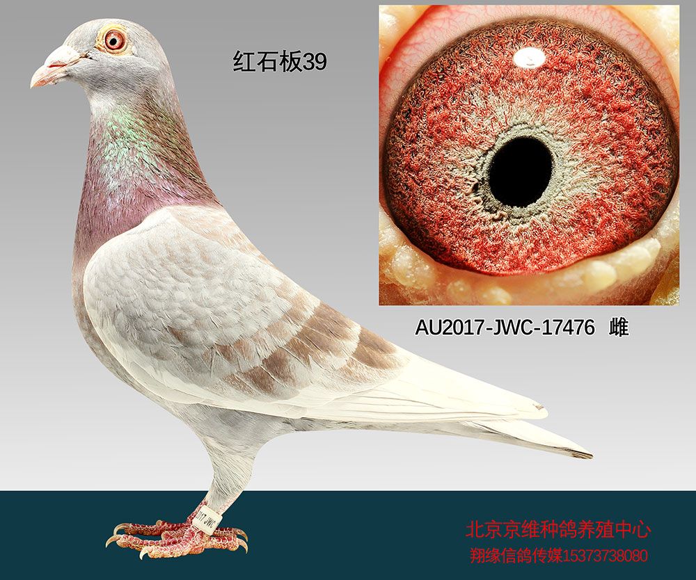 >> 查看拍卖商品