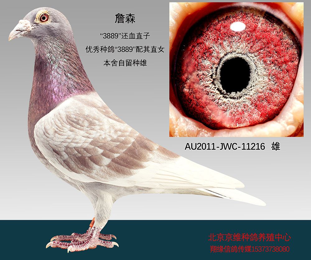 拍卖商品 运输及特别提示 运输费用:请加微信直接支付到北京京维种鸽