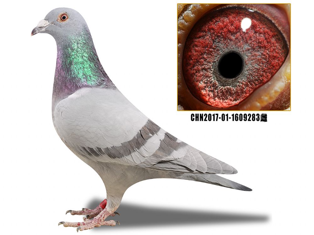 信鸽在线拍卖平台 - 中国信鸽信息网