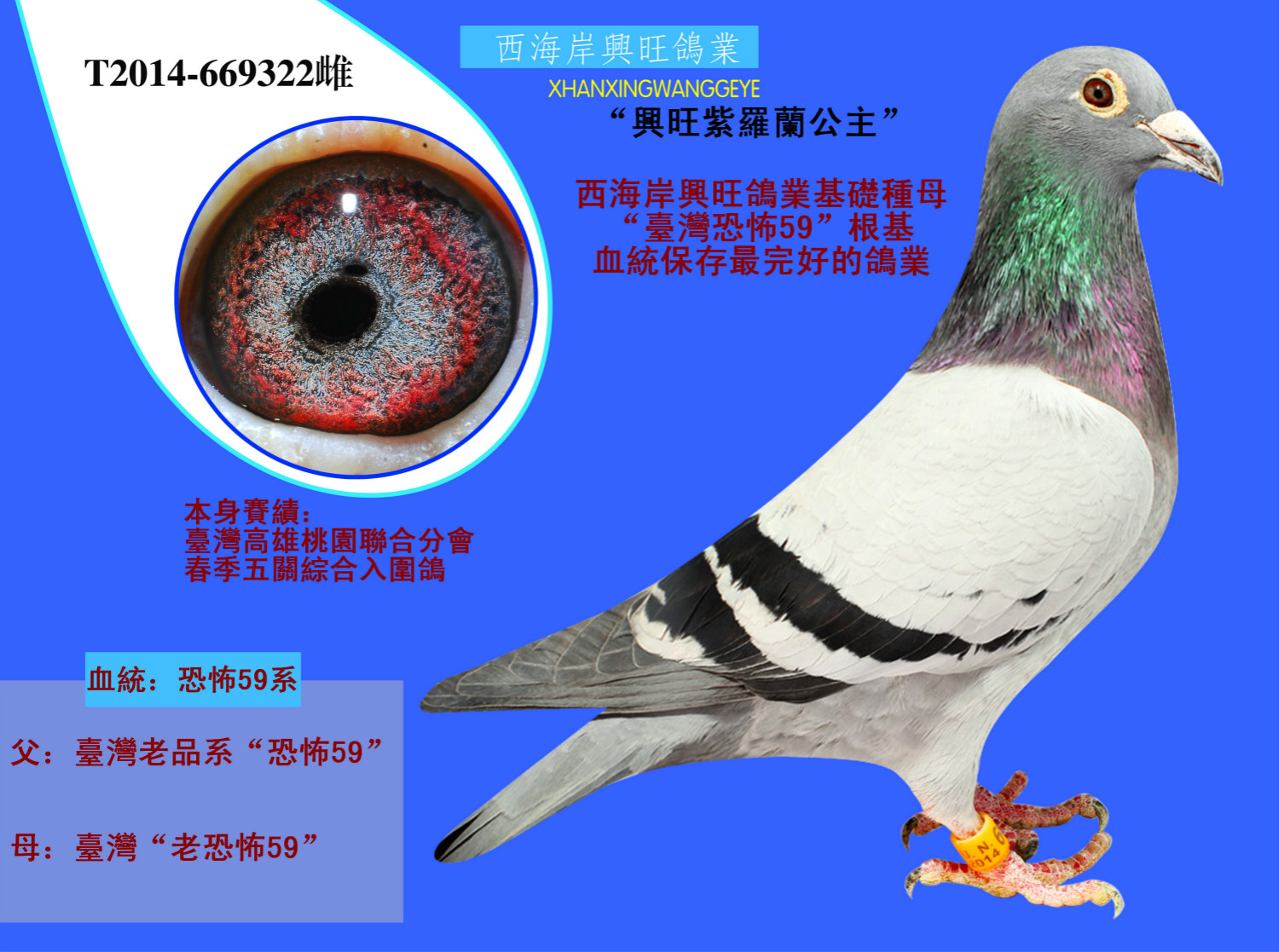 信鸽拍卖首页 拍卖专题 >> 查看拍卖商品 运输及特别提示 运输费用;与