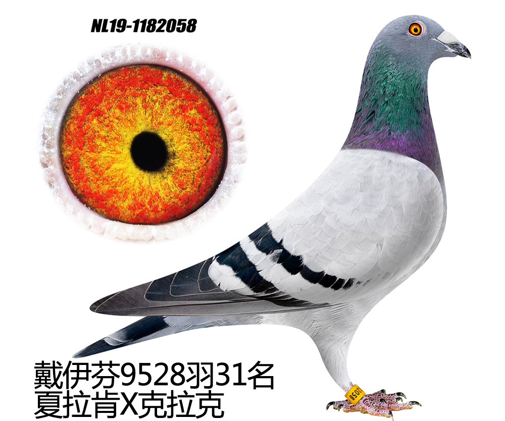 >> 查看拍卖商品