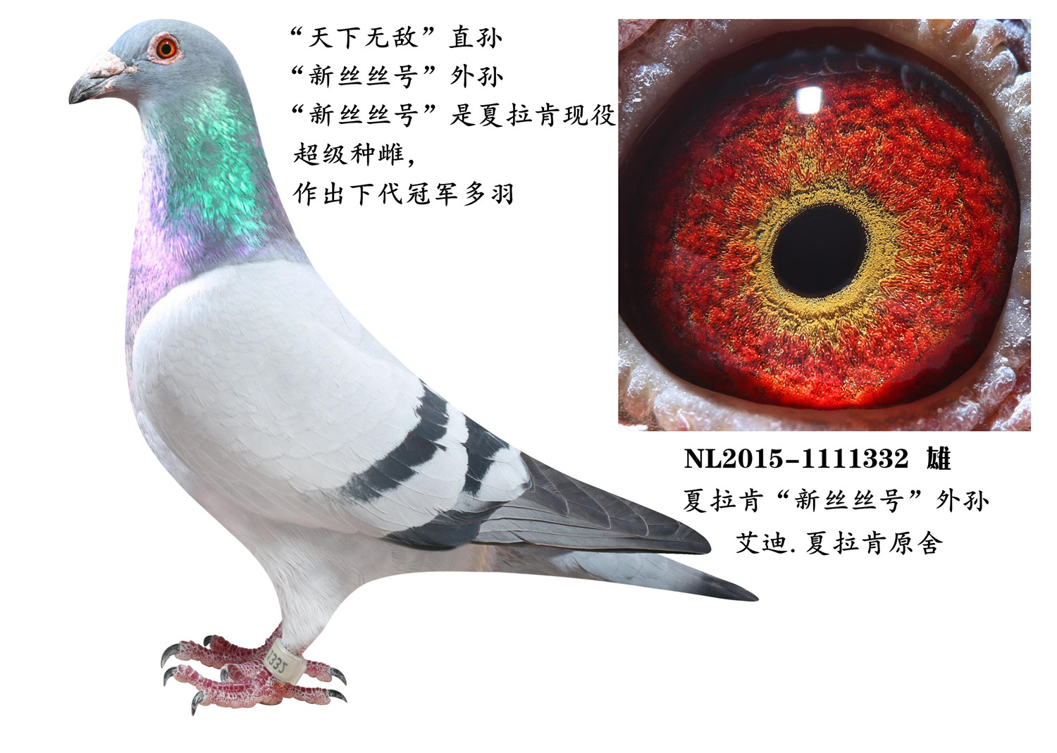 >> 查看拍卖商品