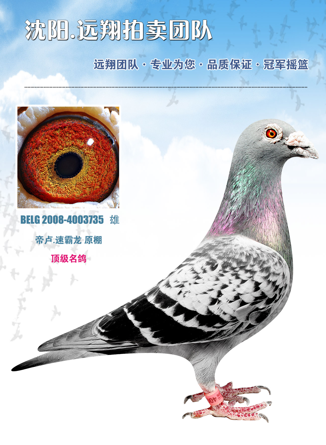 推荐铭鸽  定价鸽  信鸽拍卖 黄金配对   网上展厅 管 理  鸽保健 