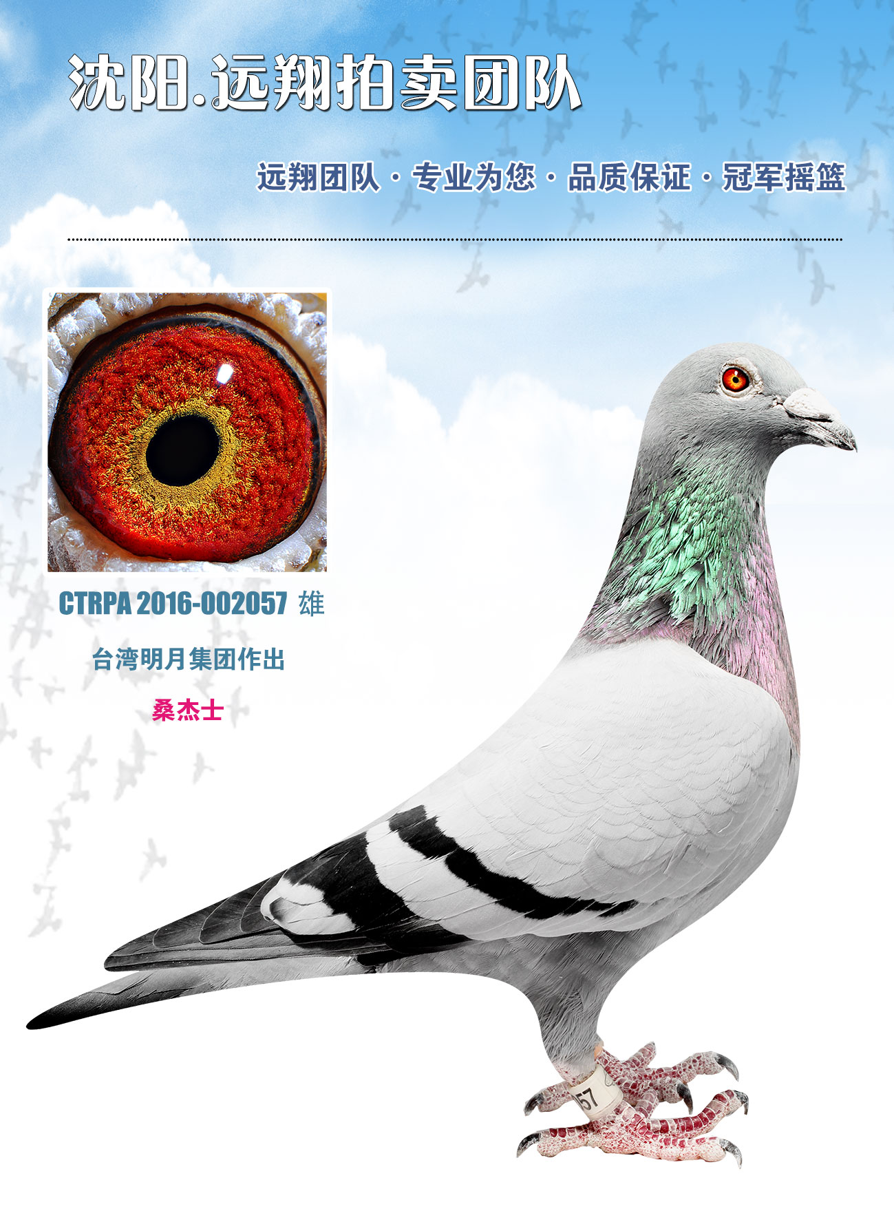 信鸽在线拍卖平台 - 中国信鸽信息网