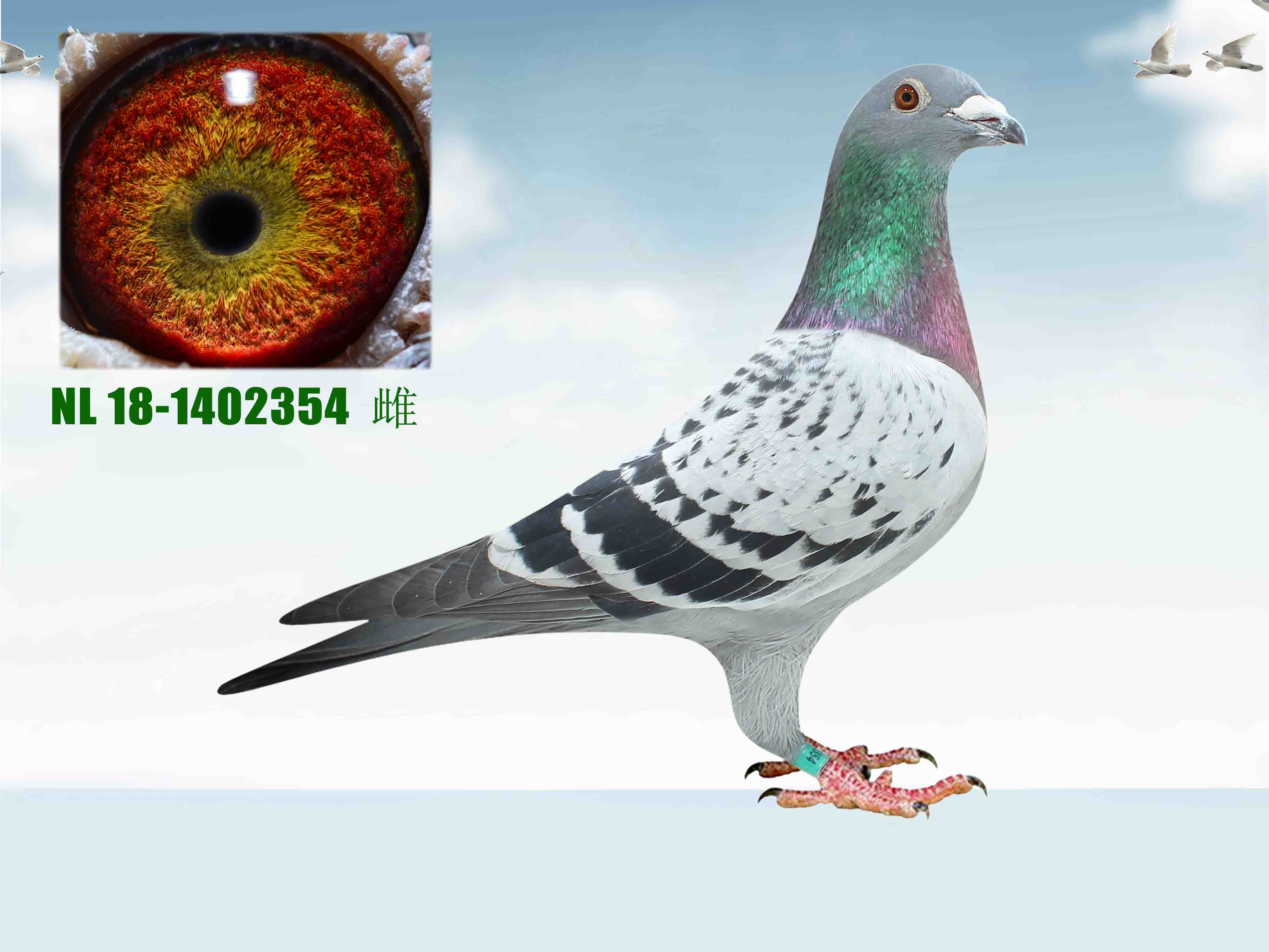 >> 查看拍卖商品