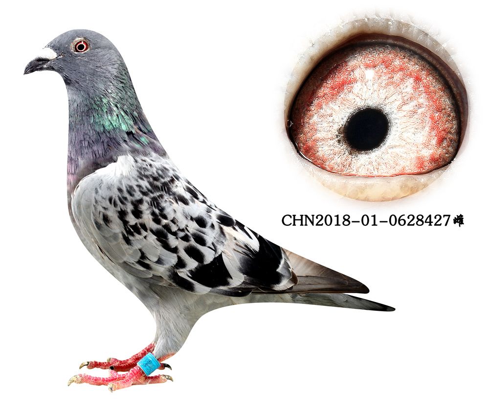 >> 查看拍卖商品