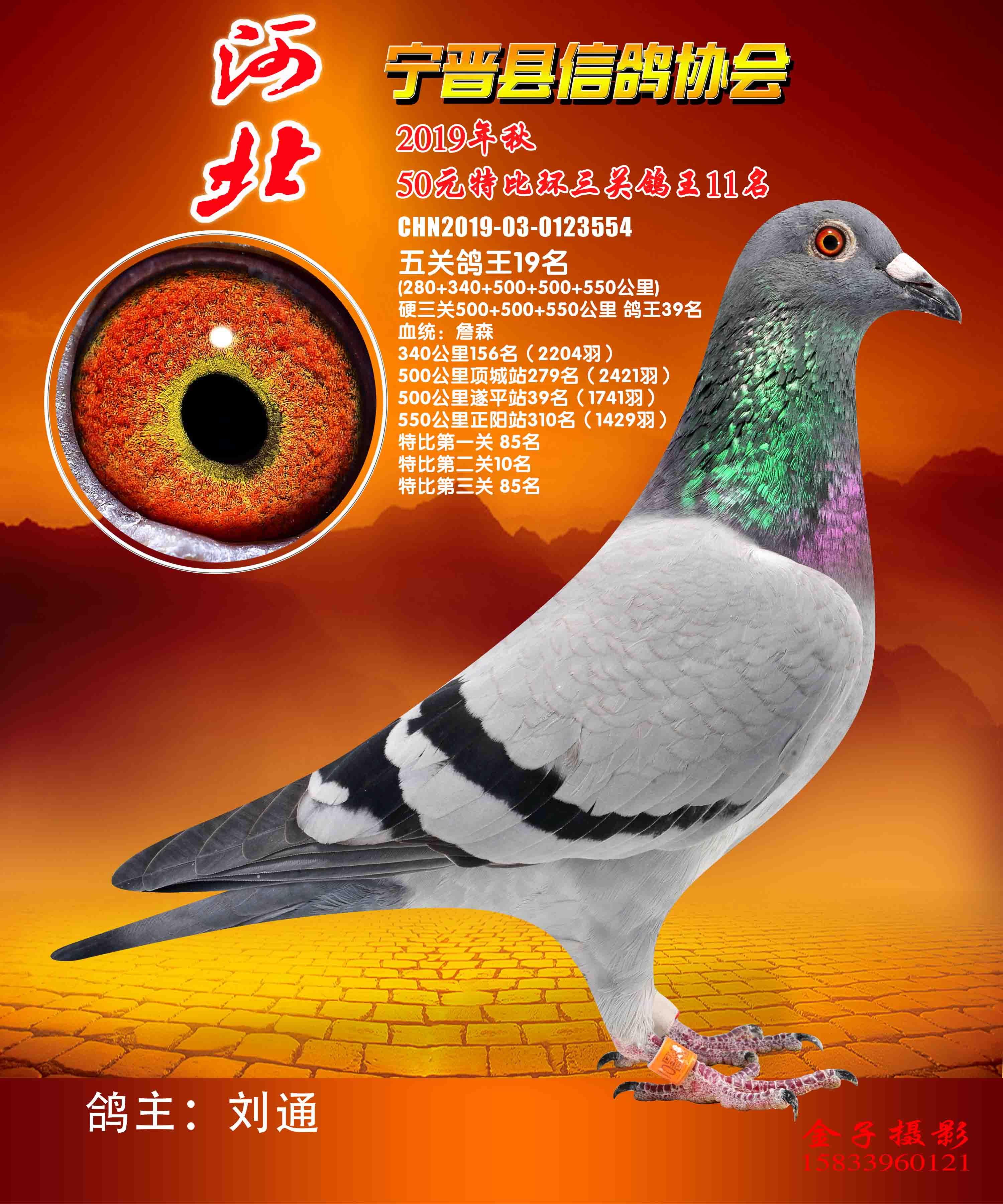 信鸽在线拍卖平台