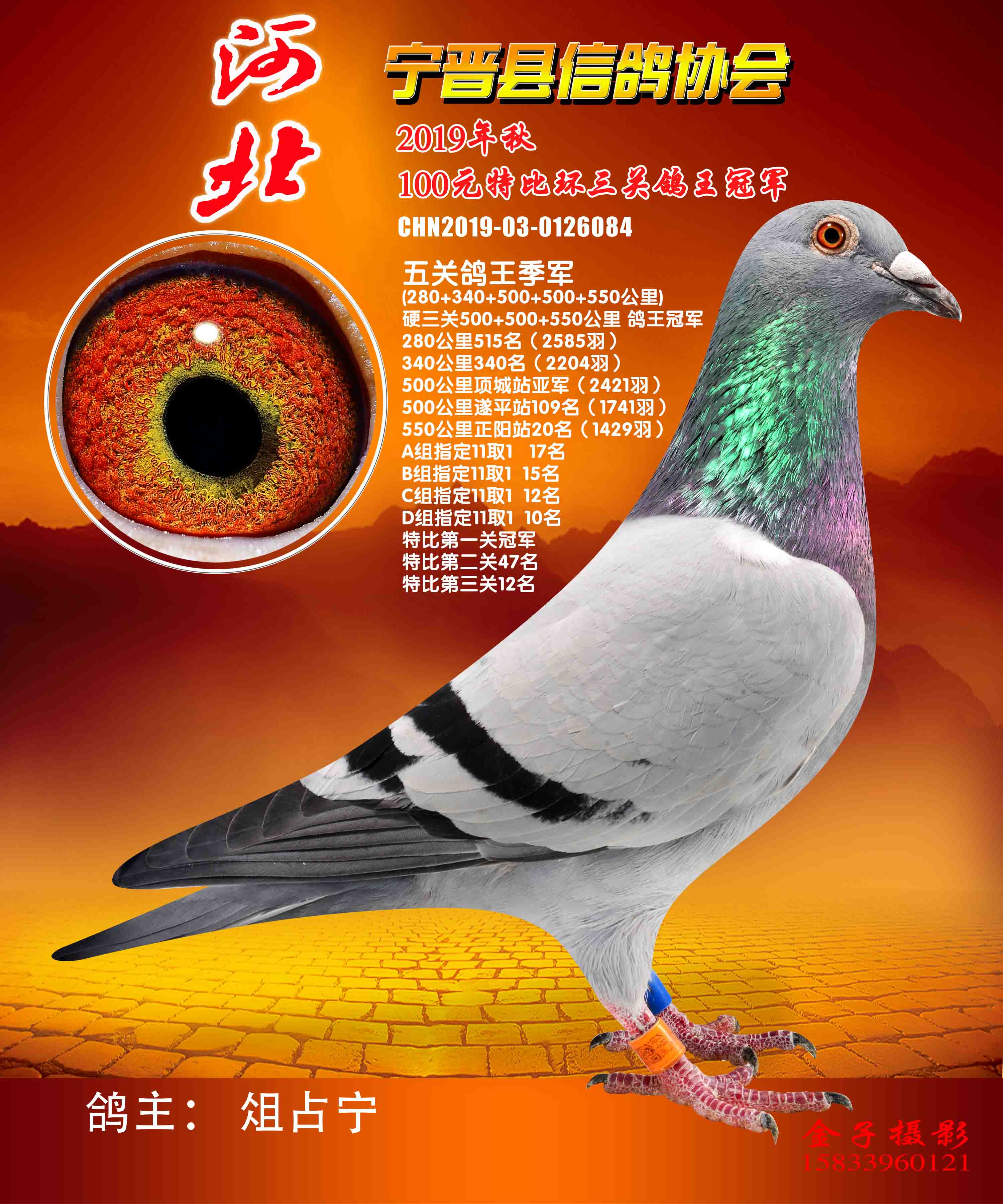 信鸽在线拍卖平台 - 中国信鸽信息网