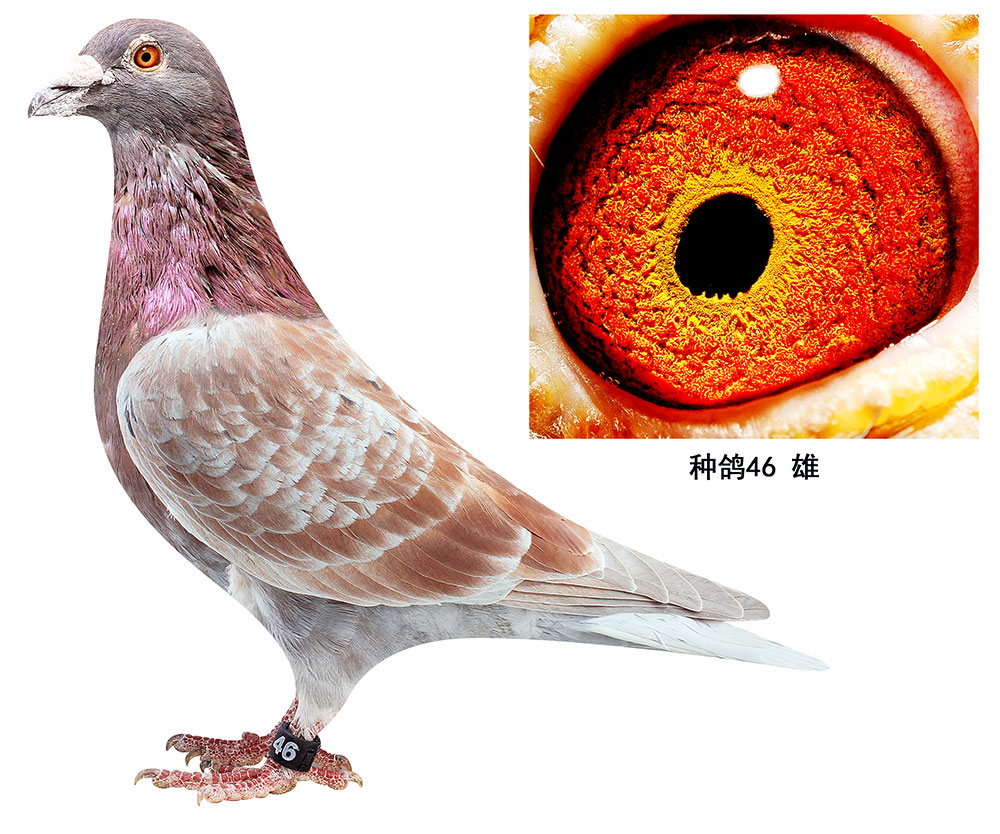 >> 查看拍卖商品