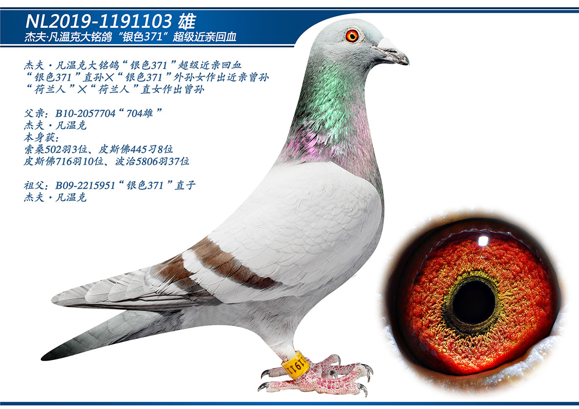 运输鸽友须自行到指定车站或机场取鸽.