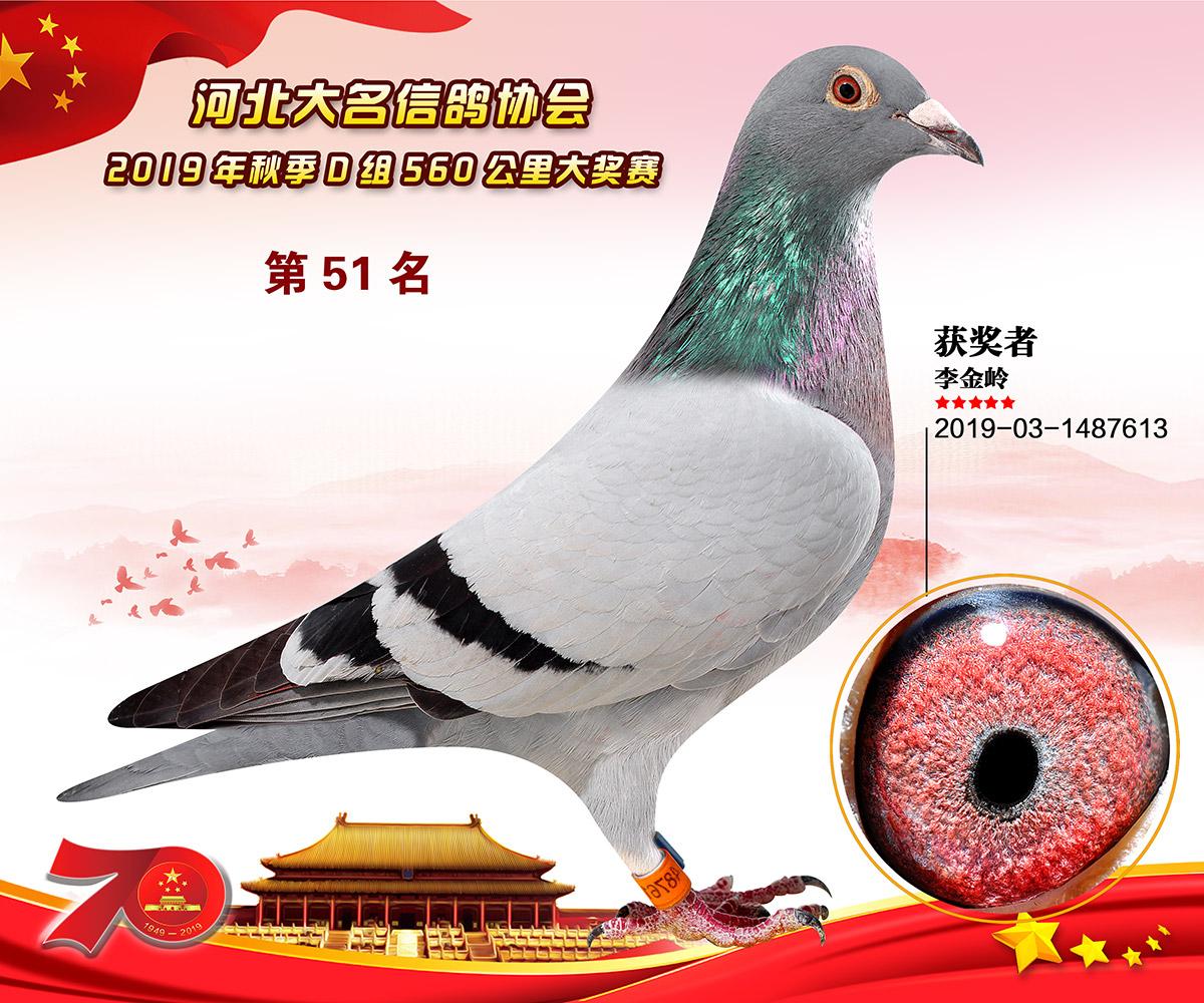信鸽在线拍卖平台 - 中国信鸽信息网