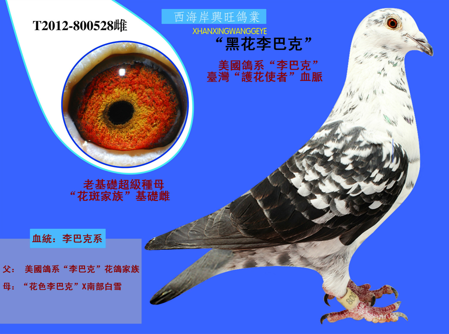 信鸽在线拍卖平台 - 中国信鸽信息网
