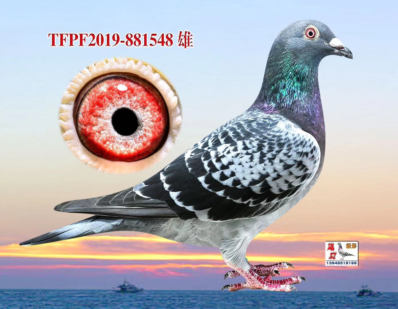 台湾强速鸽舍 - 中信网铭鸽展厅 www.ag188.com