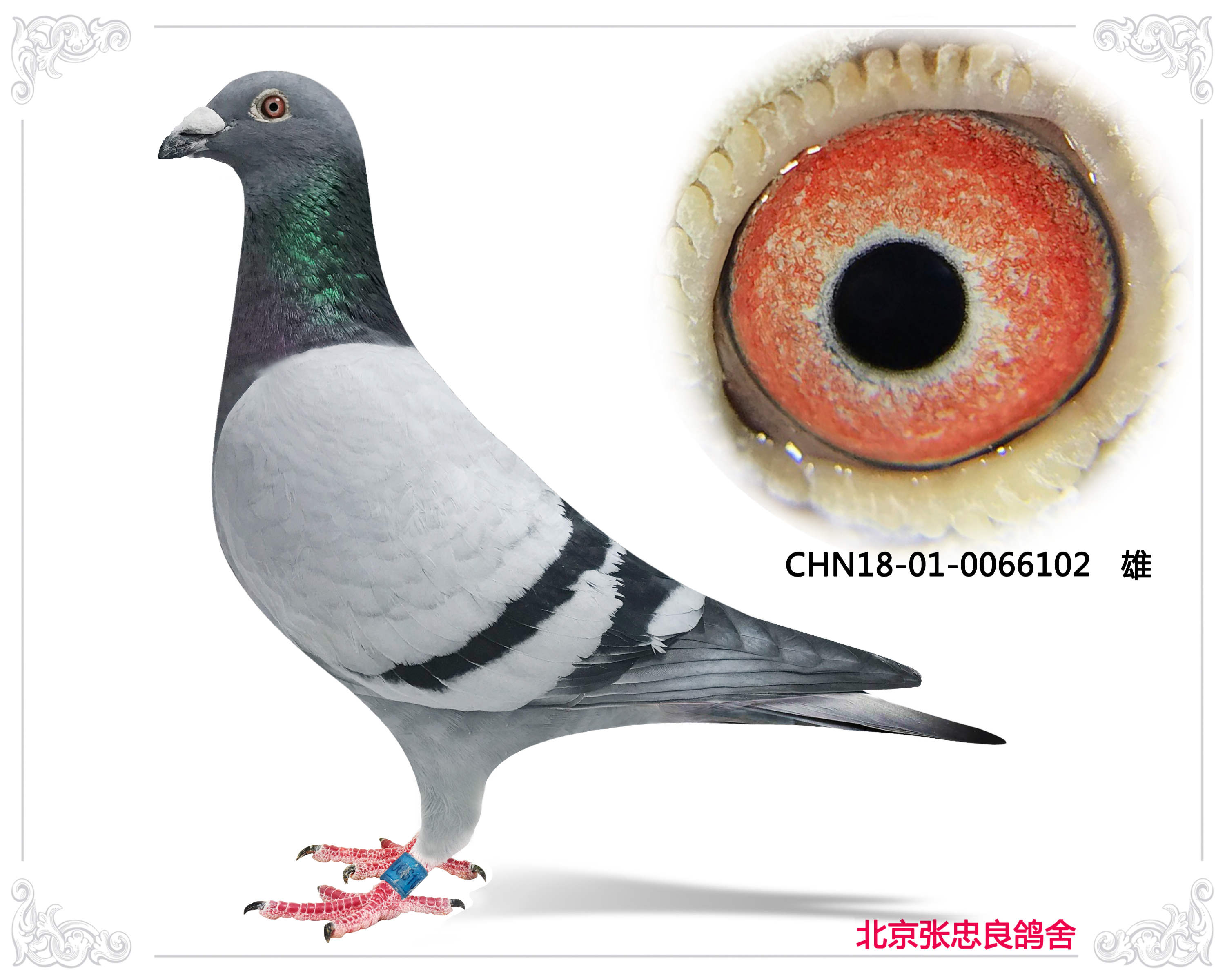 北京张忠良鸽舍 - 中信网铭鸽展厅 www.ag188.com