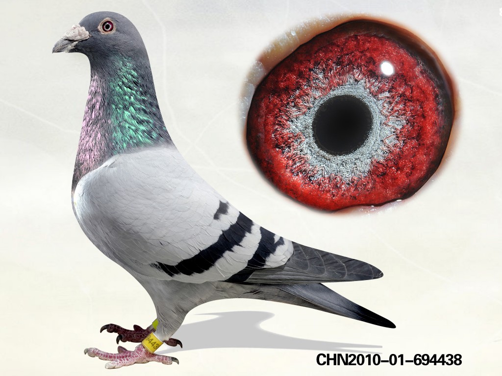 商品 首 页  铭 鸽  新鸽上架  推荐铭鸽  定价鸽  信鸽拍卖 黄金配对