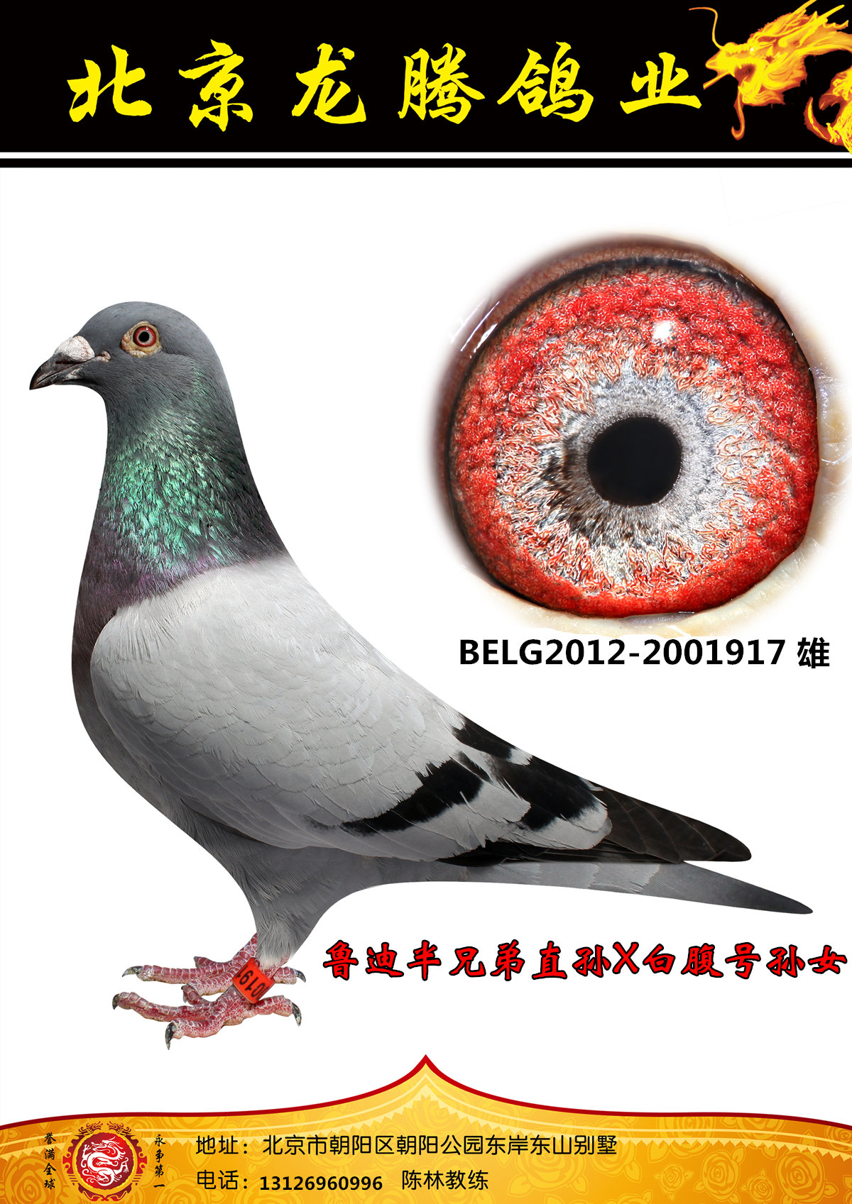 铭人堂鸽业 - 中信网铭鸽展厅 www.ag188.com