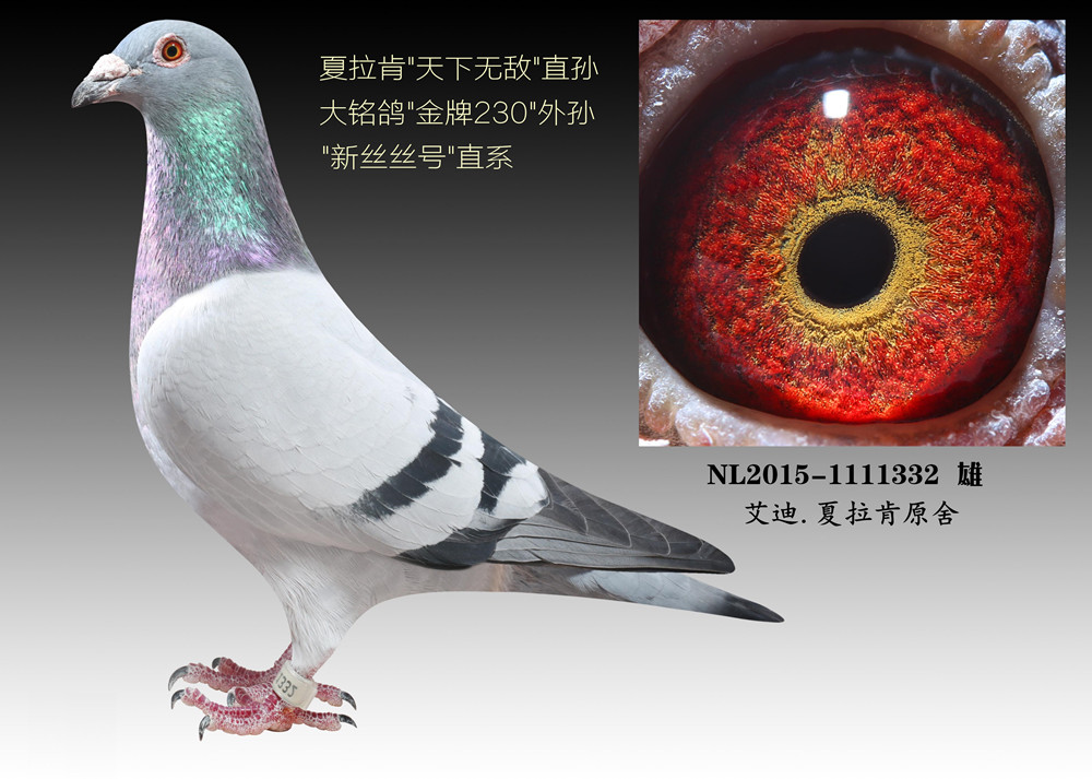 >> 查看拍卖商品