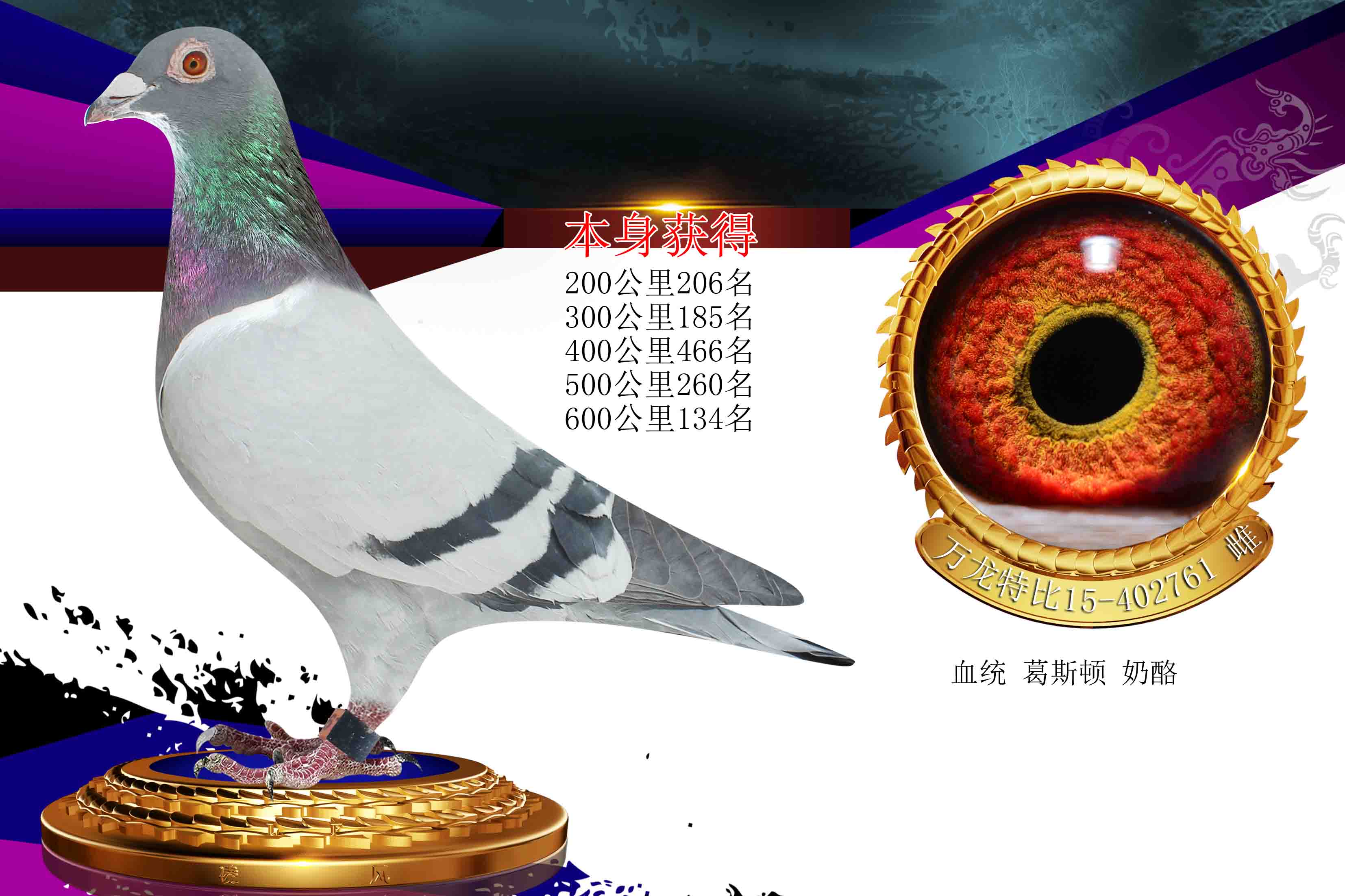 大安翔云鸽舍 - 中信网铭鸽展厅 www.ag188.com