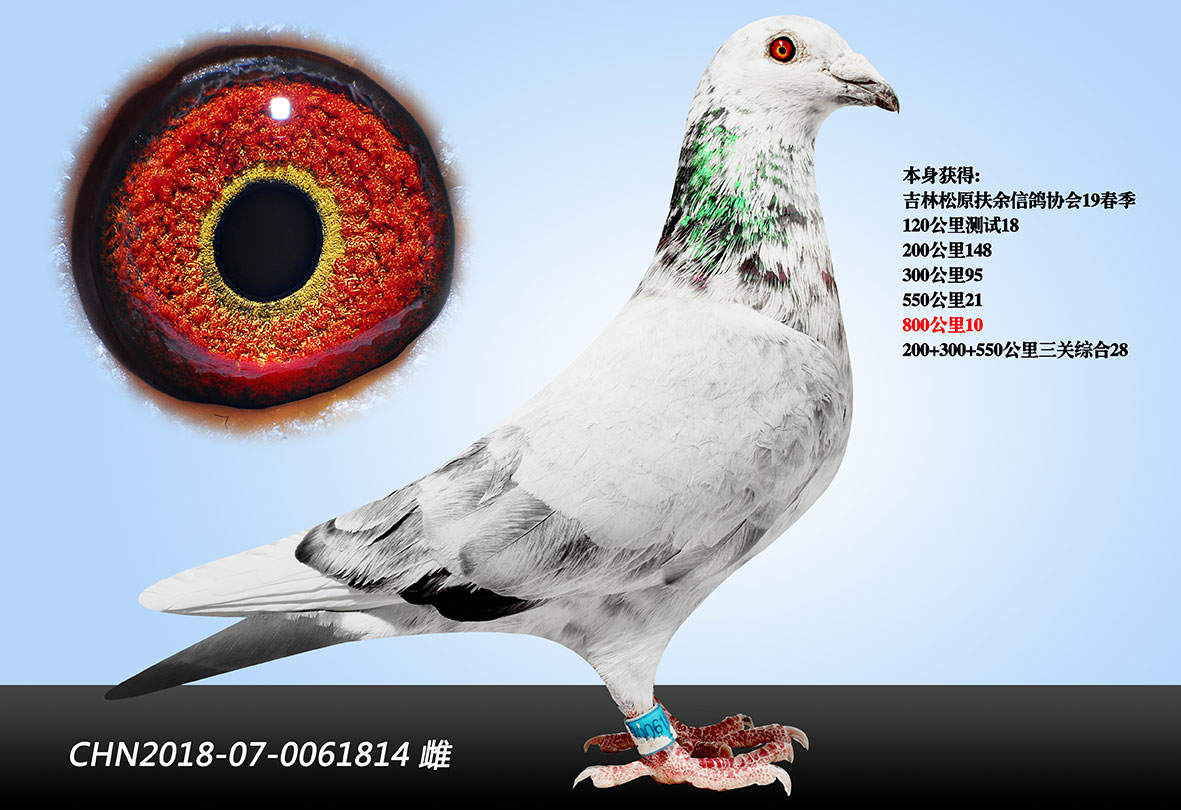 华天鸿业 - 中信网铭鸽展厅 www.ag188.com