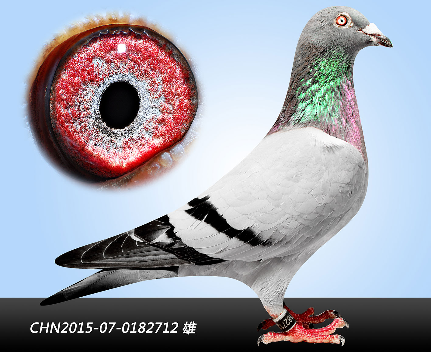 信鸽在线拍卖平台 - 中国信鸽信息网