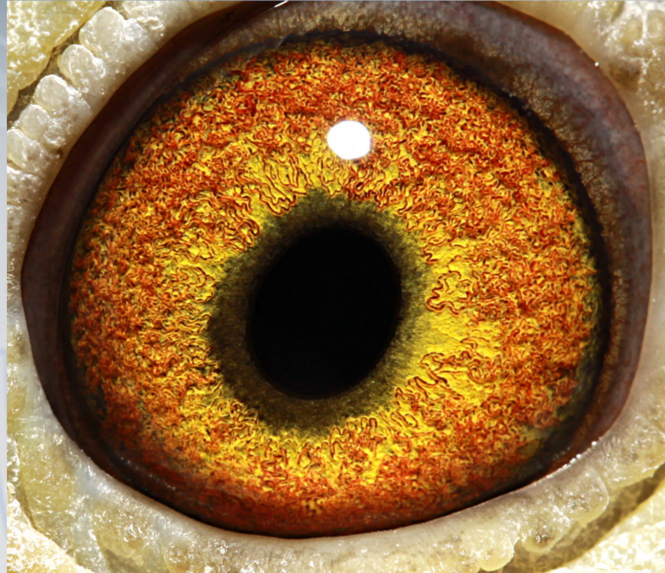 >> 查看拍卖商品