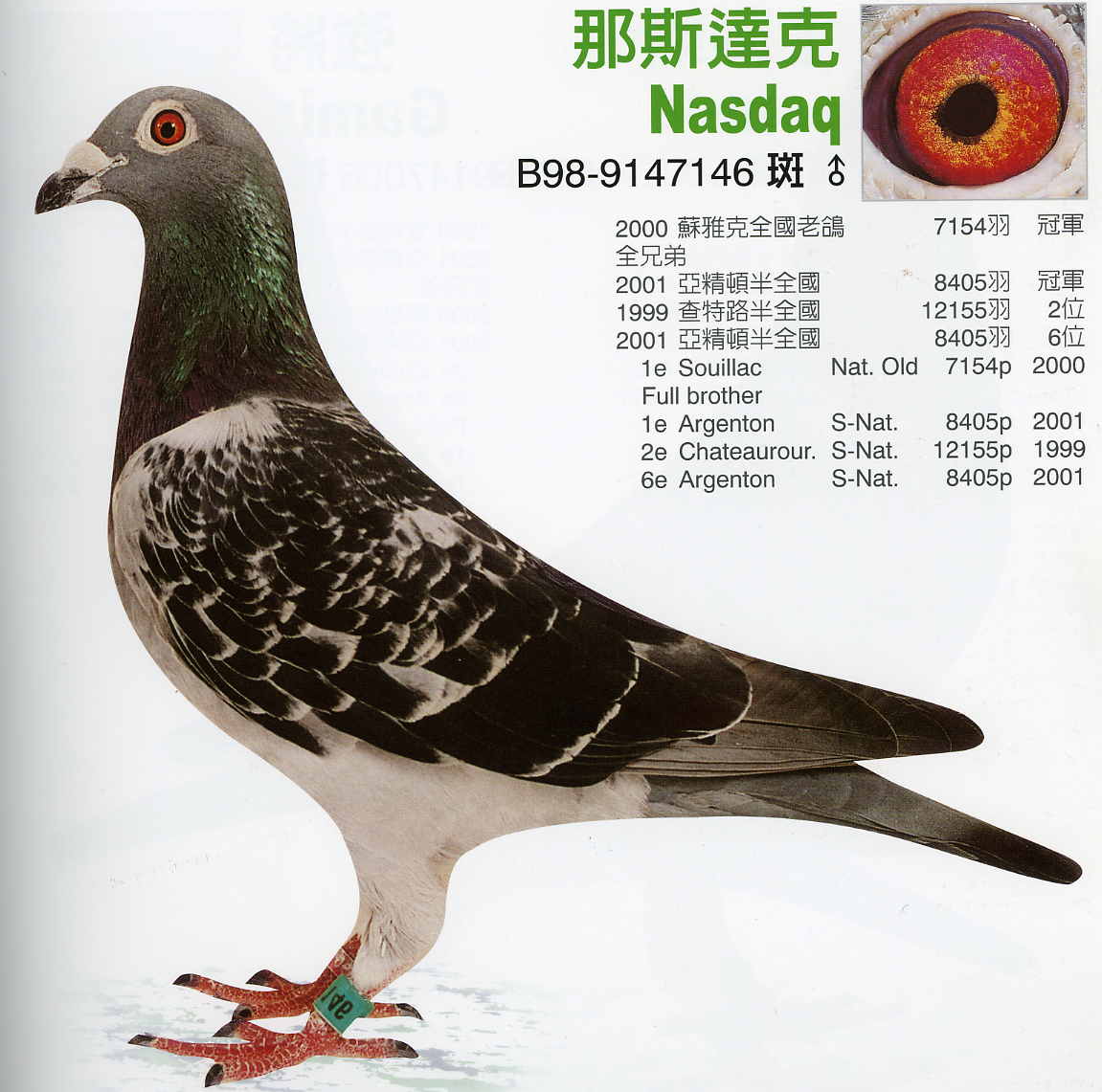 信鸽在线拍卖平台 - 中国信鸽信息网