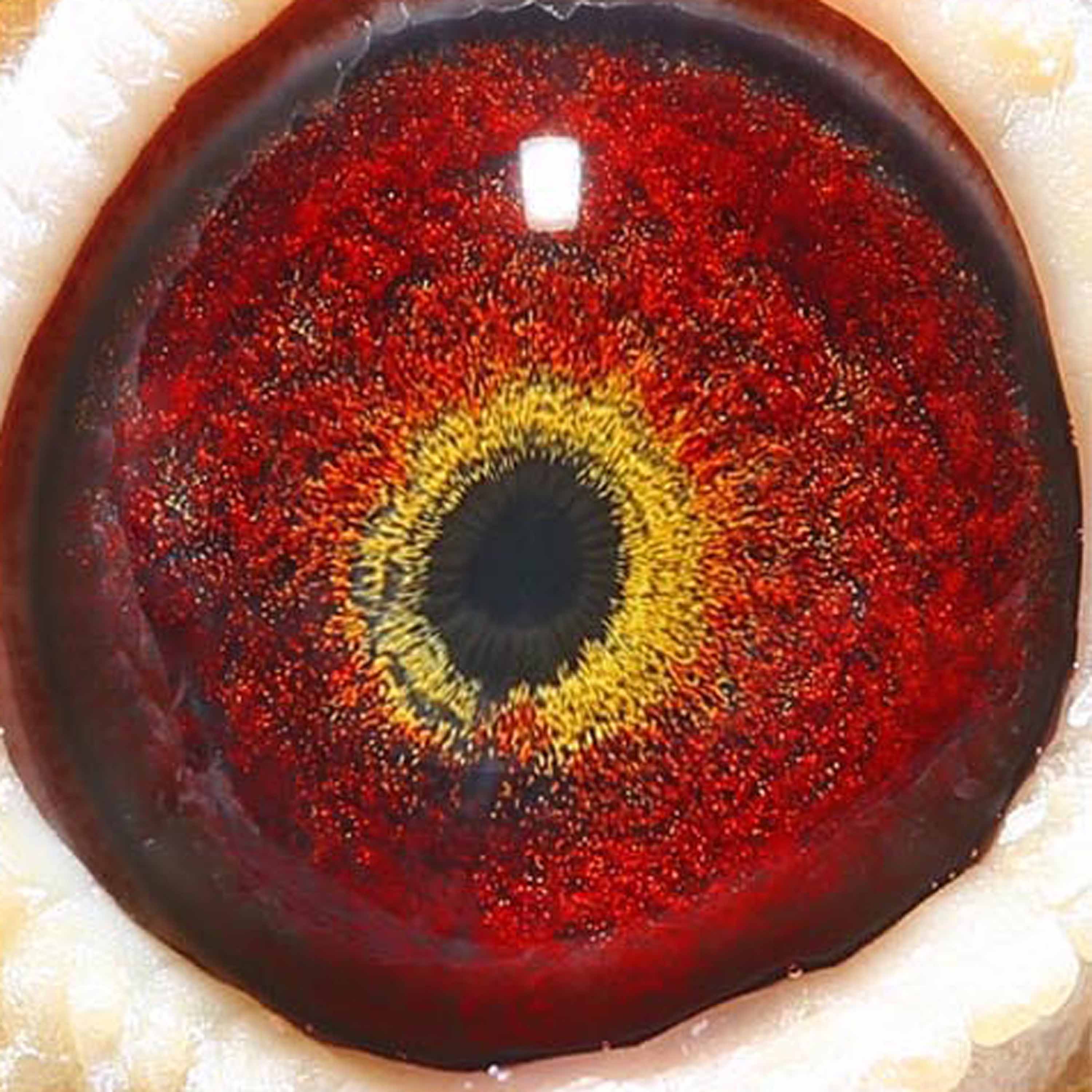 信鸽在线拍卖平台 - 中国信鸽信息网