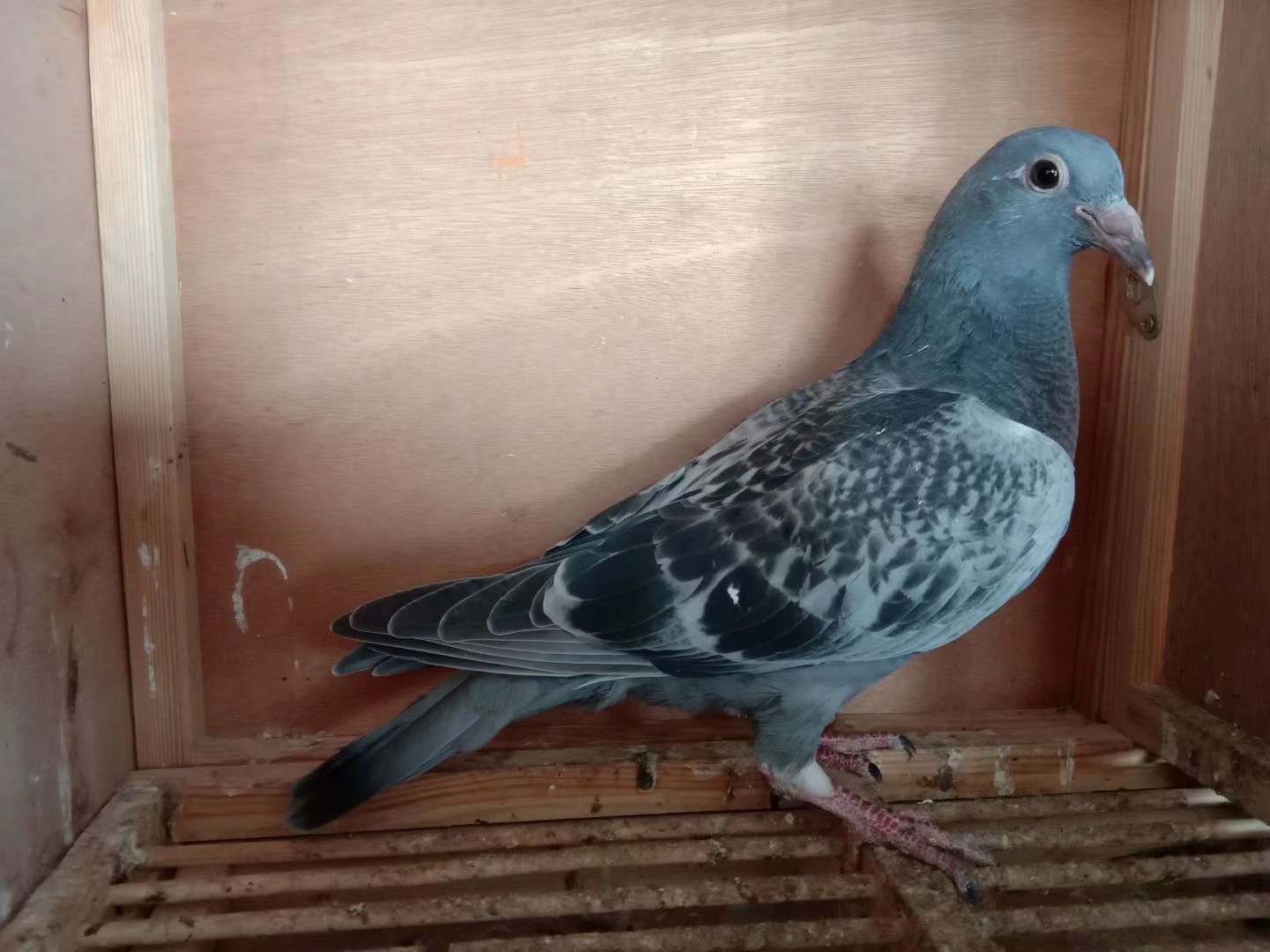 信鸽在线拍卖平台 - 中国信鸽信息网