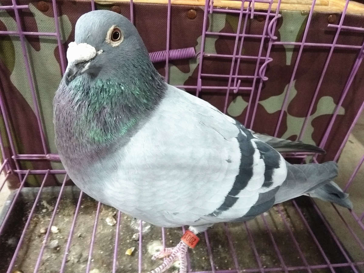 信鸽在线拍卖平台 - 中国信鸽信息网