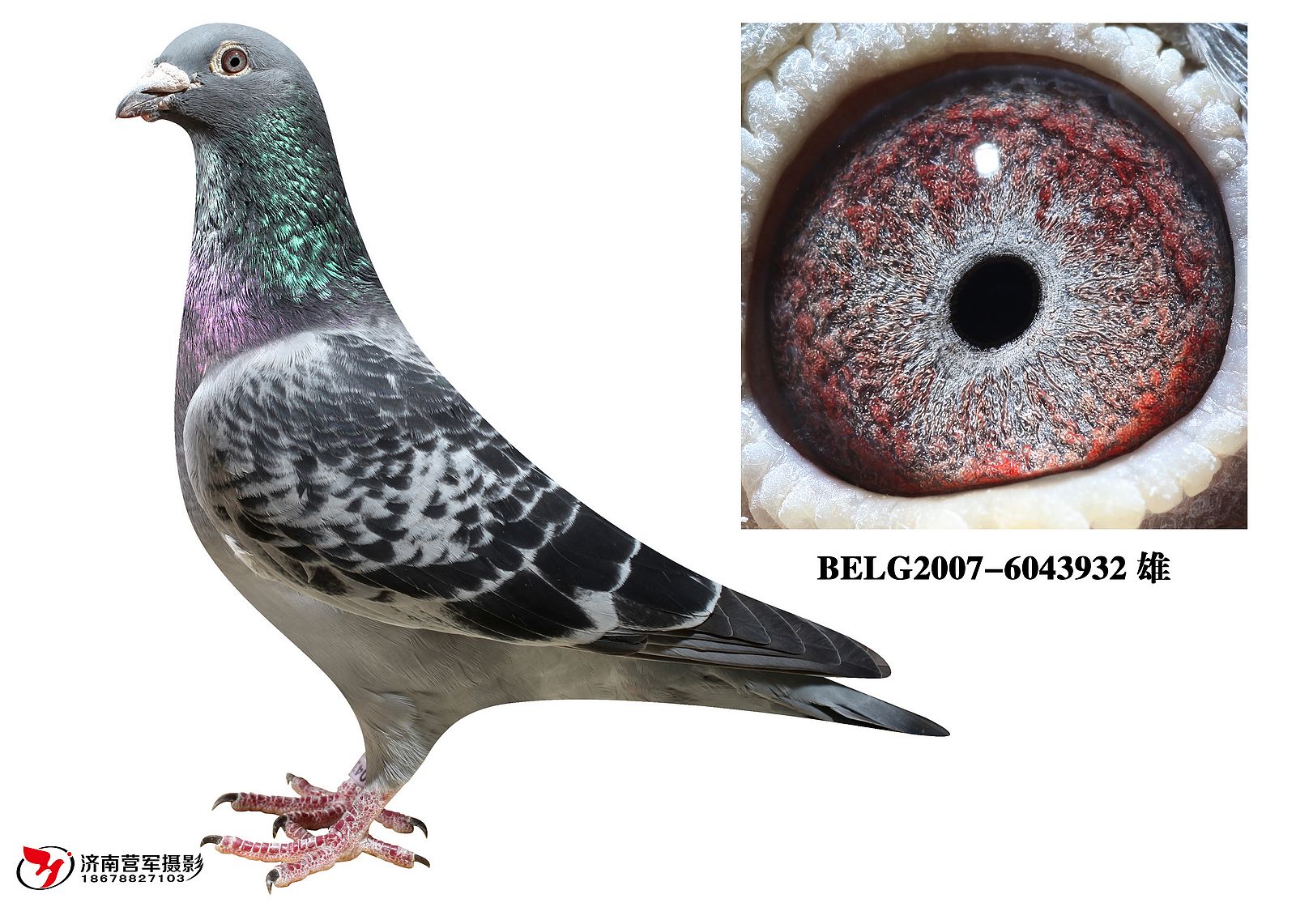 父亲:【迪卡普利奥】直子