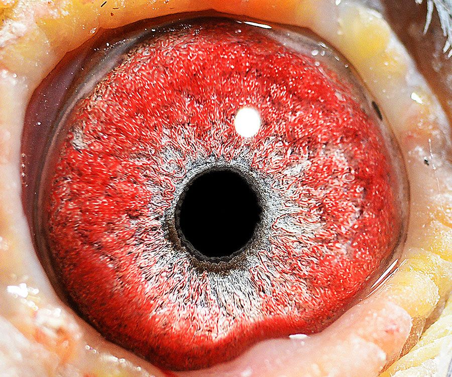 拍卖专题 >> 查看拍卖商品 首 页  铭 鸽  新鸽上架  推荐铭鸽  定价