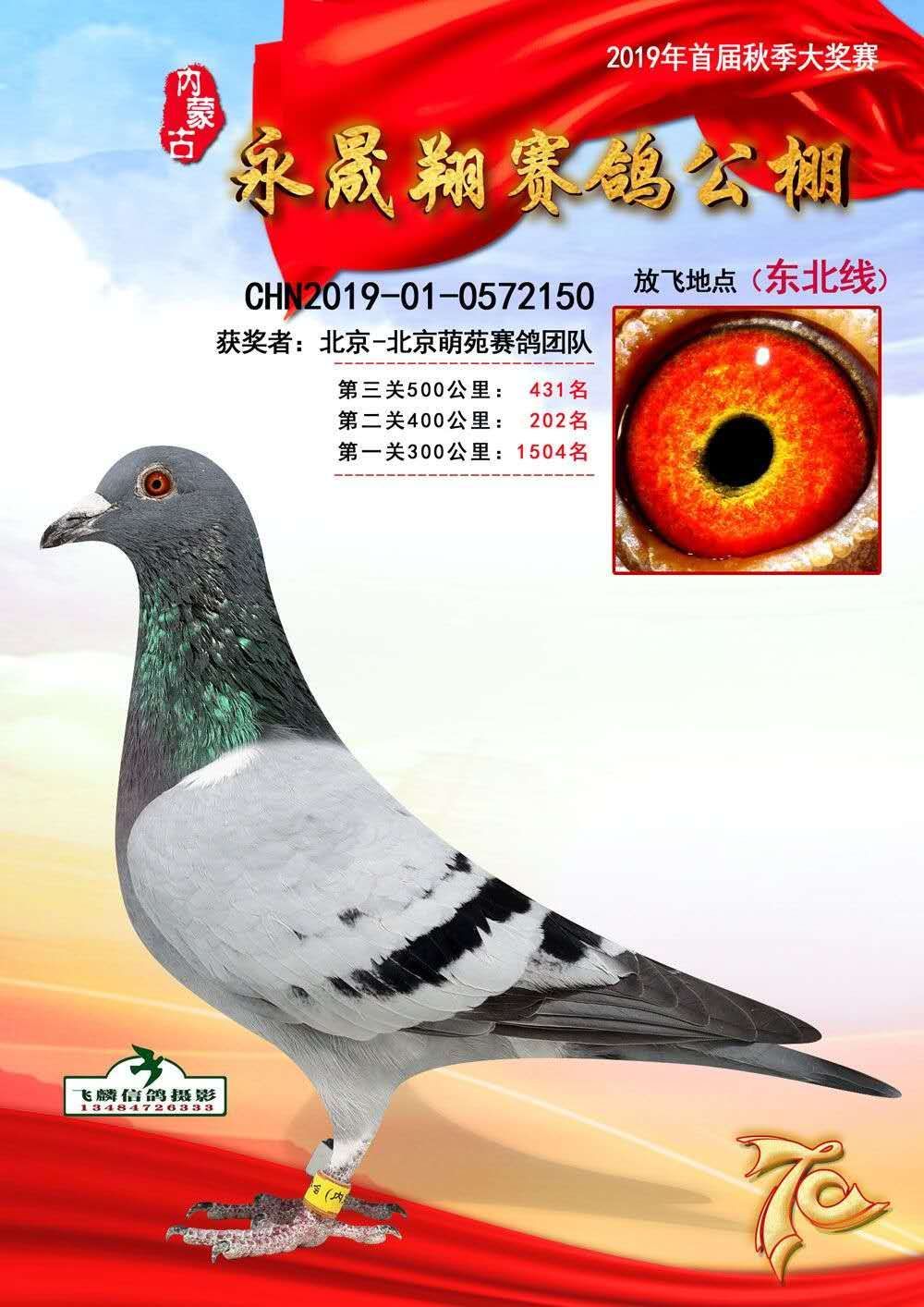 铭 鸽  新鸽上架  推荐铭鸽  定价鸽  信鸽拍卖 黄金配对   网上展 