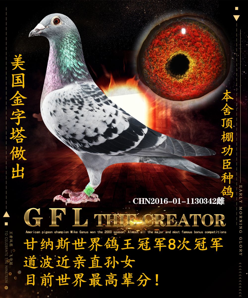 美国金字塔联合鸽舍 - 中信网铭鸽展厅 www.ag188.com