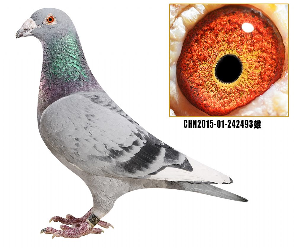 北京凯鸽传媒 - 中信网铭鸽展厅 www.ag188.com