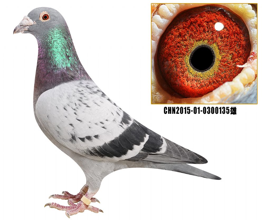 >> 查看拍卖商品