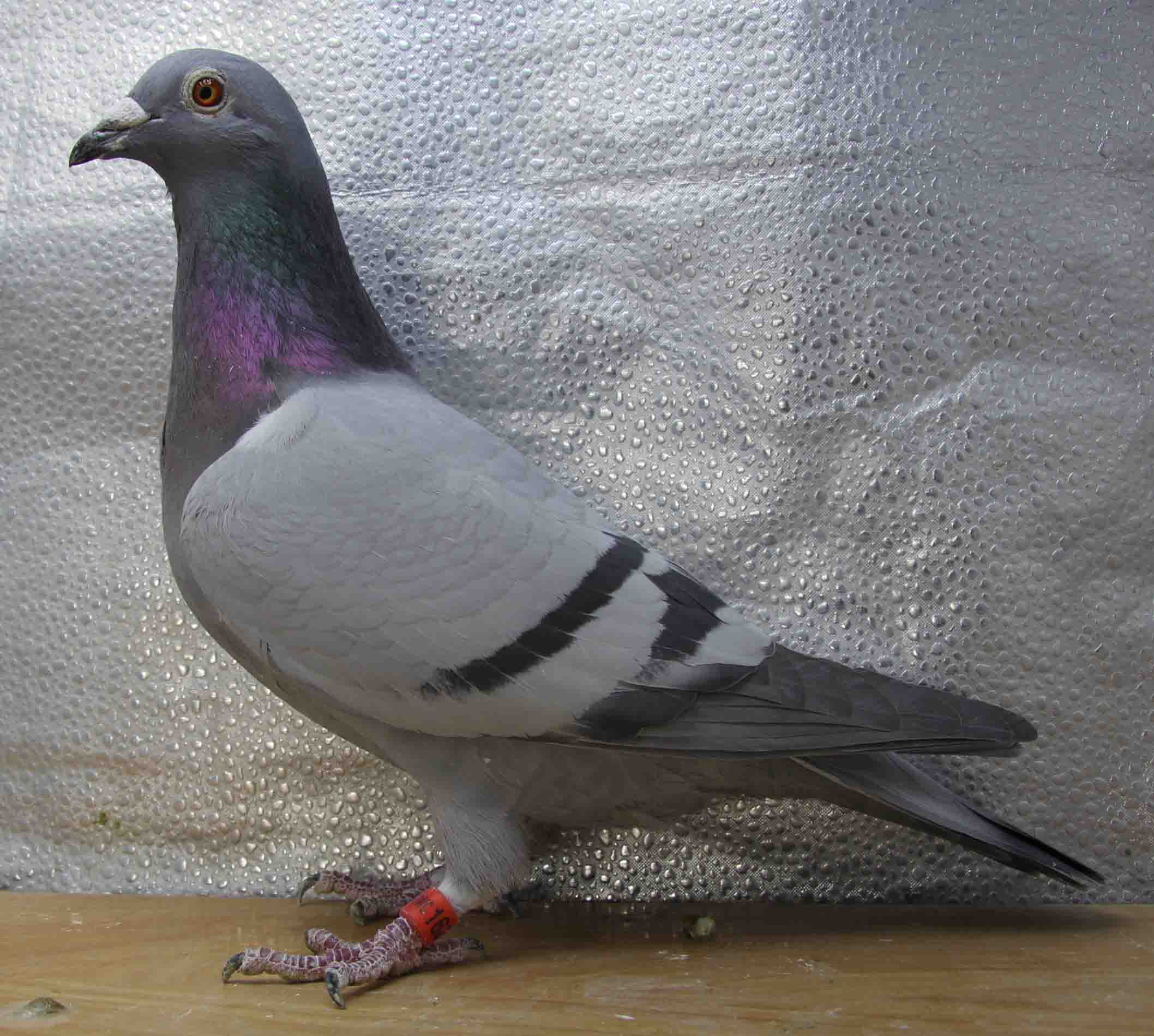 峰尚赛鸽传媒 - 中信网铭鸽展厅 www.ag188.com