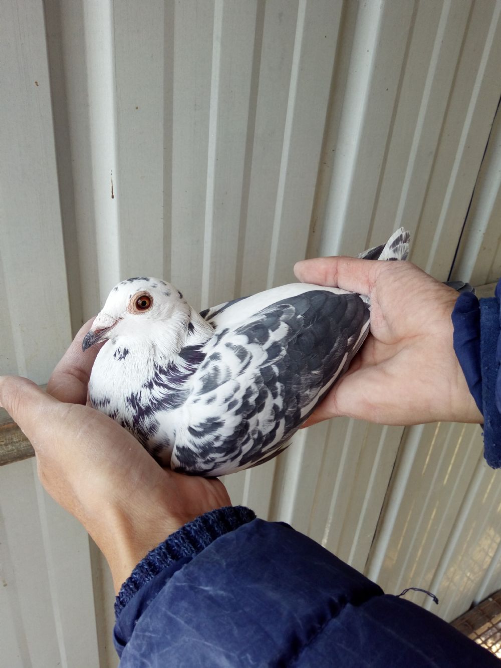 辽宁胜冠鸽舍 - 中信网铭鸽展厅 www.ag188.com