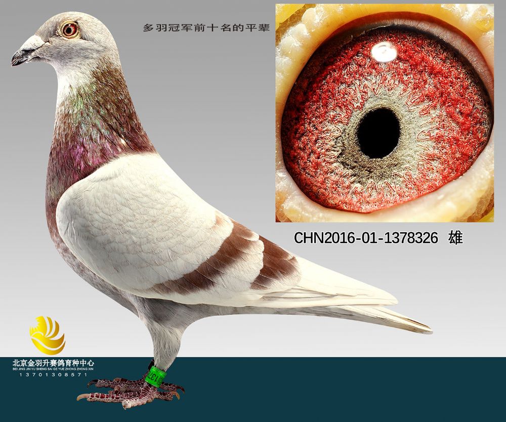 北京金羽信鸽传媒在线拍鸽