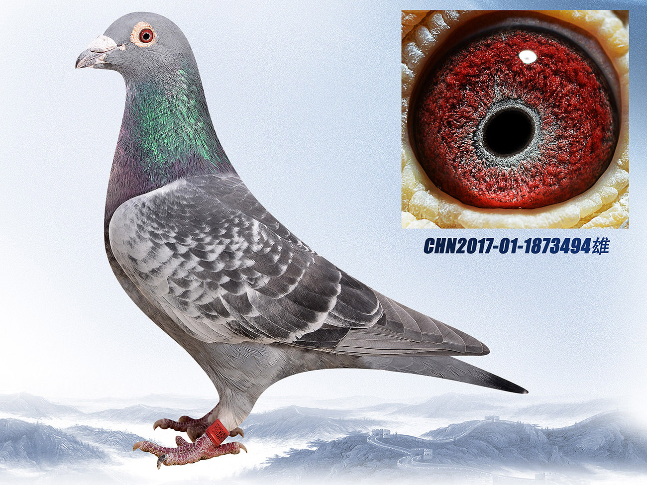 >> 查看拍卖商品