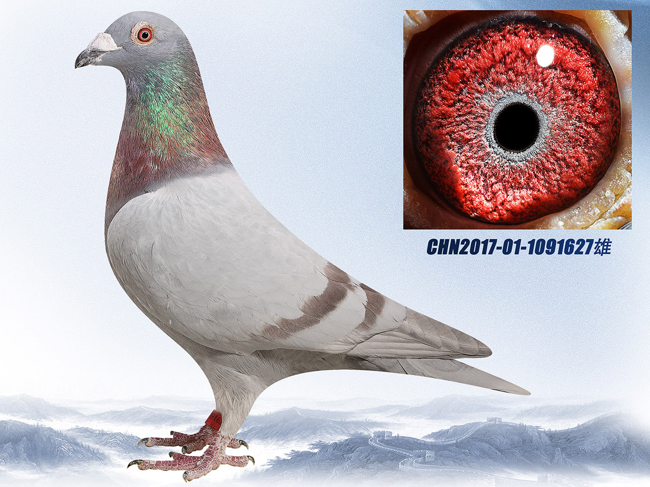 信鸽在线拍卖平台 - 中国信鸽信息网