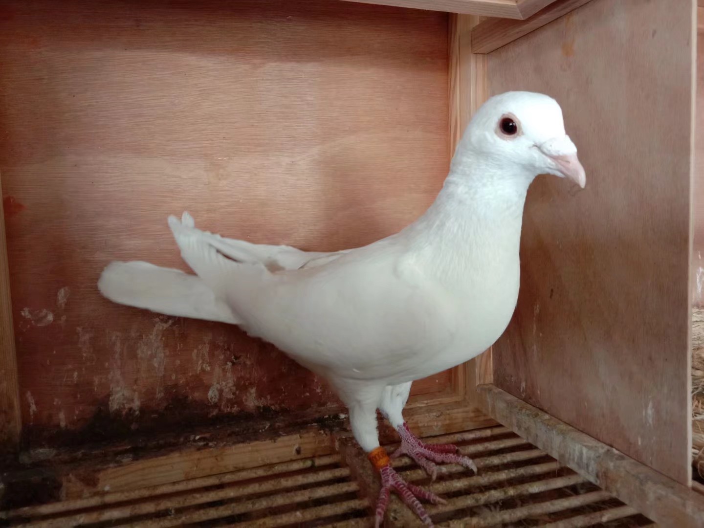 >> 查看拍卖商品