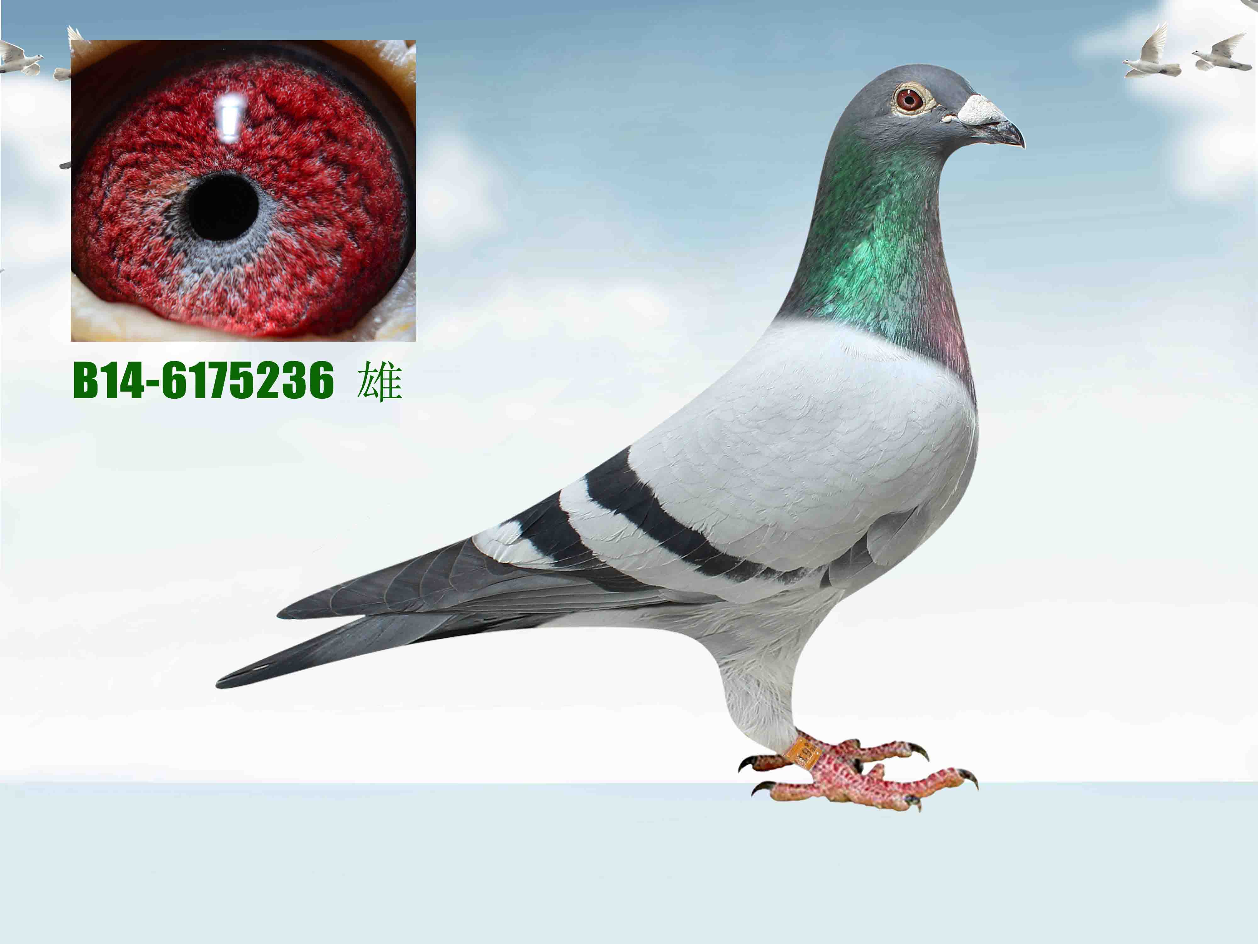 >> 查看拍卖商品