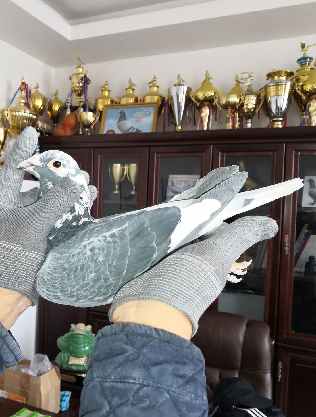 北京巅峰鸽舍 - 中信网铭鸽展厅 www.ag188.com